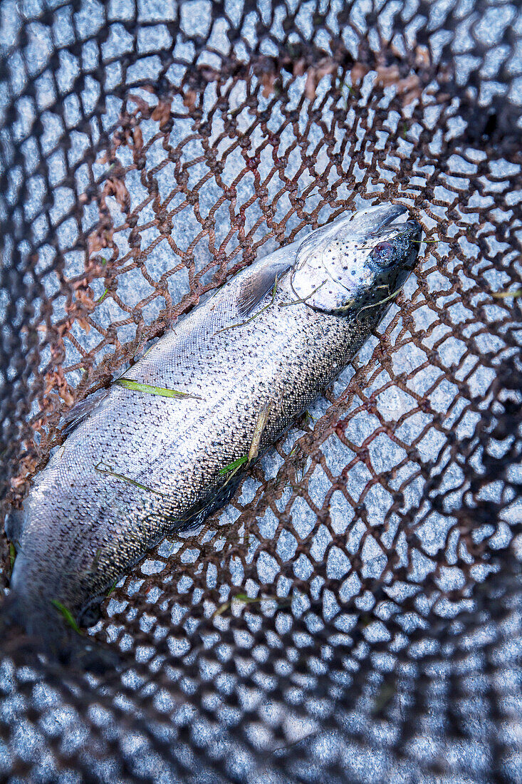 A trout in a net