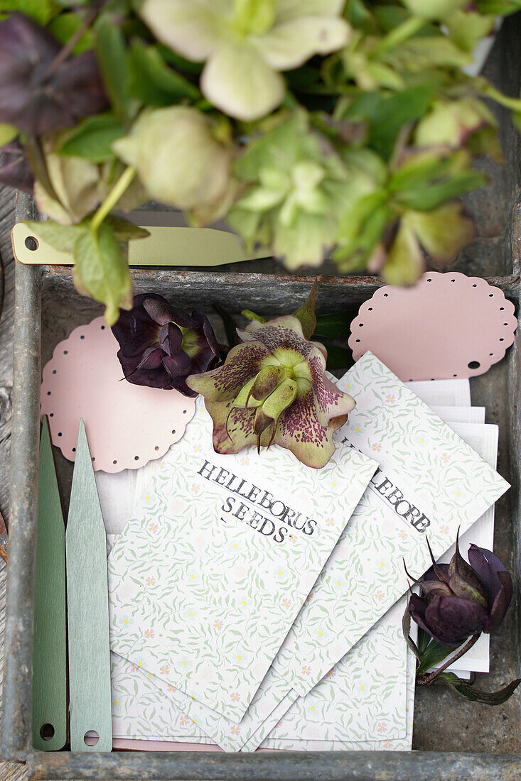 Paper bags for Helleborus seeds