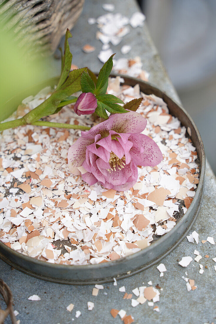 Christrosen (Helleborus) auf zerstückelten Eierschalen (nachhaltiges Düngen mit Eierschalen)