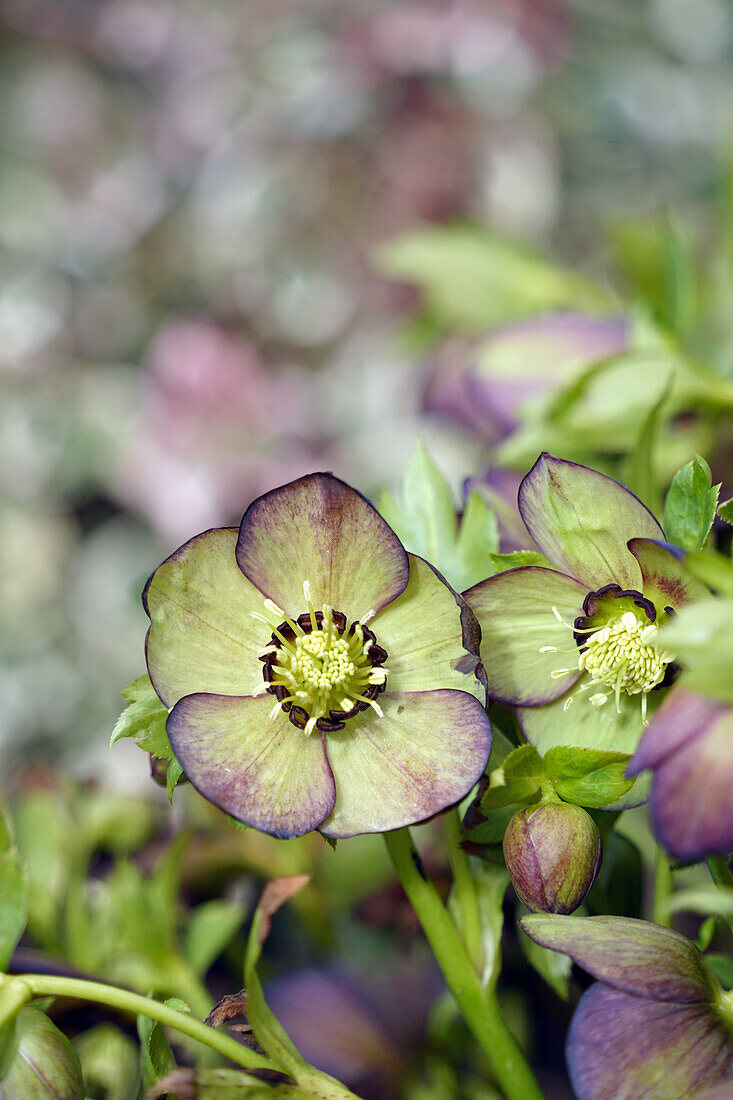 Christmas rose, (Helleborus), hybrid, perennial in the garden