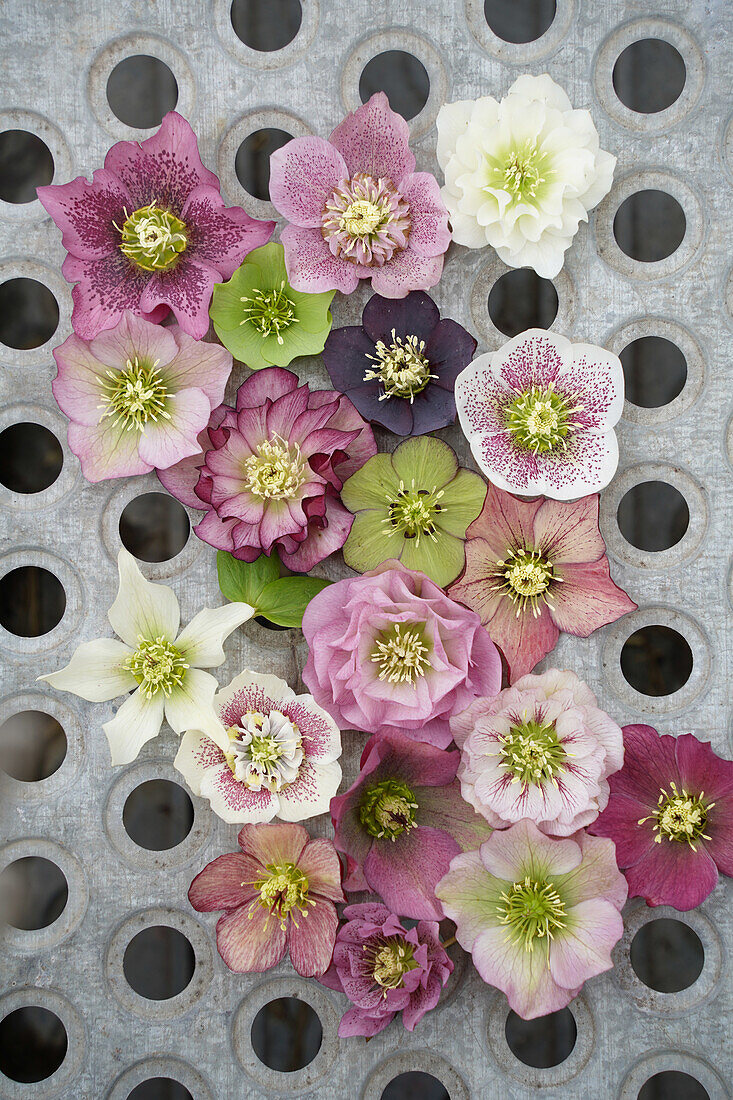 Christrosenblüten, Helleborus-Tableau