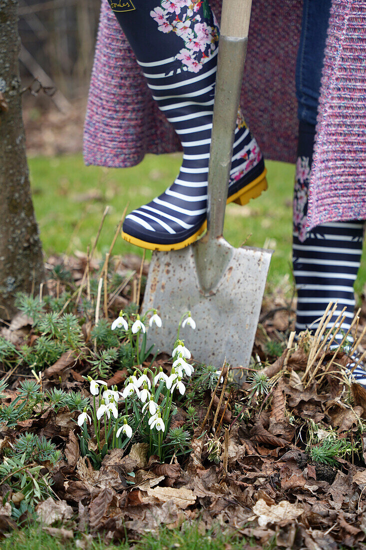 Digging up snowdrops (Galanthus)
