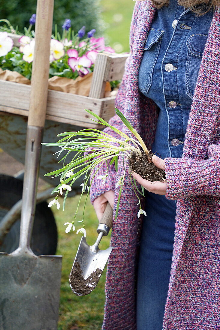 Frau hält Schneeglöckchen (Galanthus) mit Erdballen