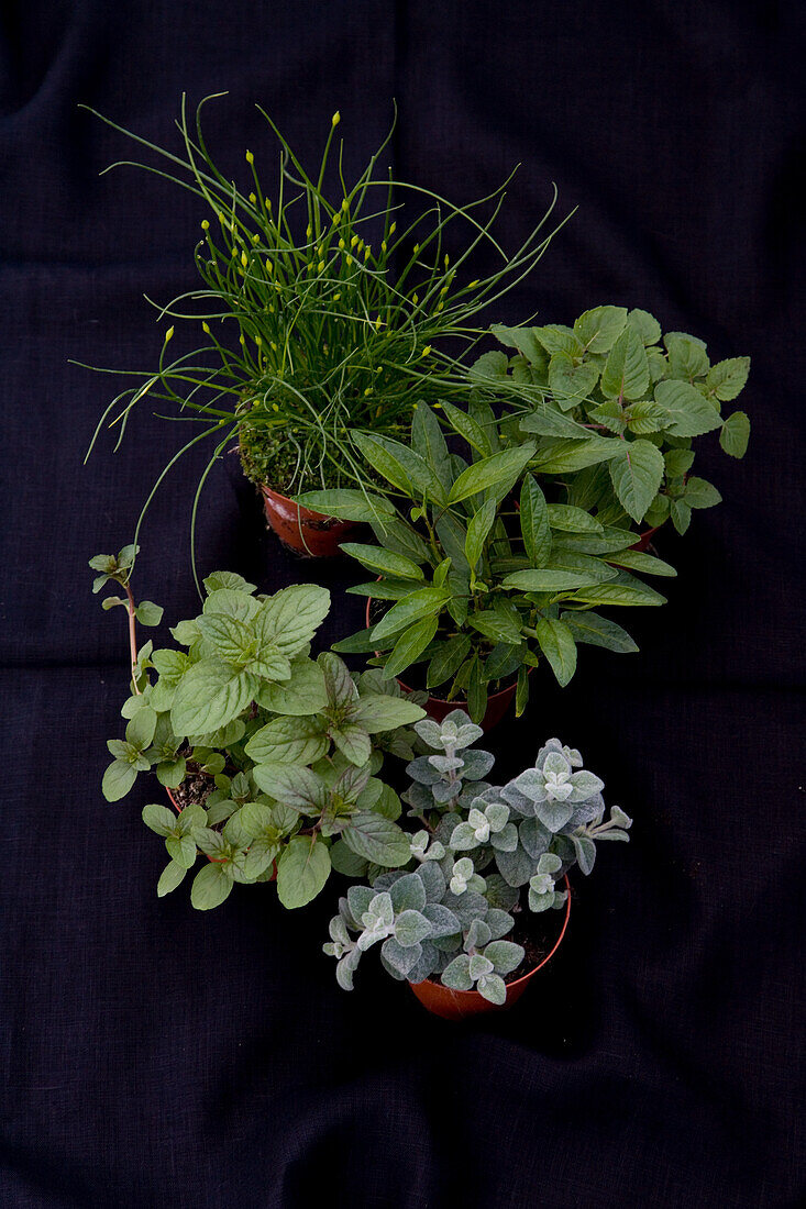 Fresh herbs with various mints
