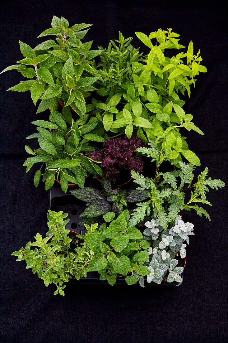 Fresh herbs in a box