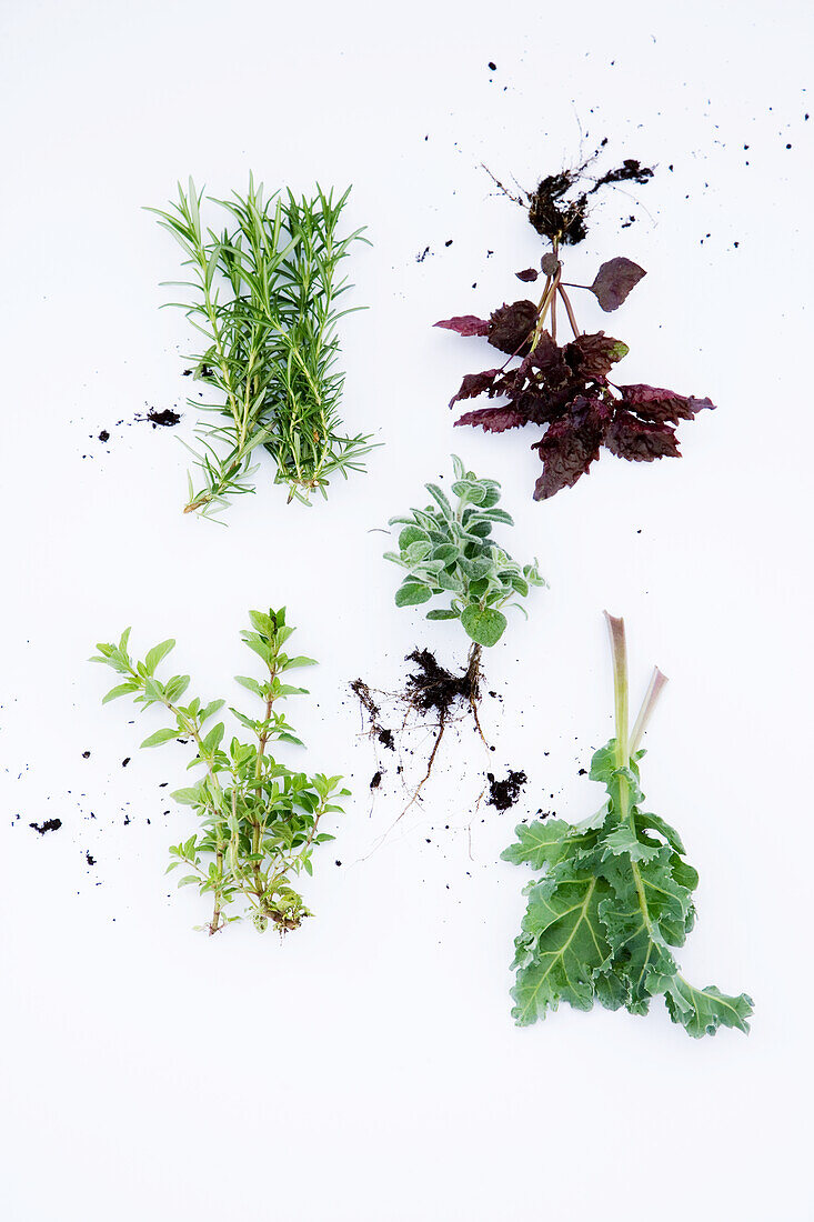 Fresh herbs on a white background