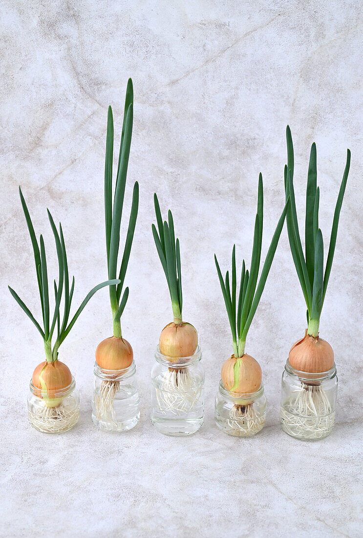 Growing onions in water