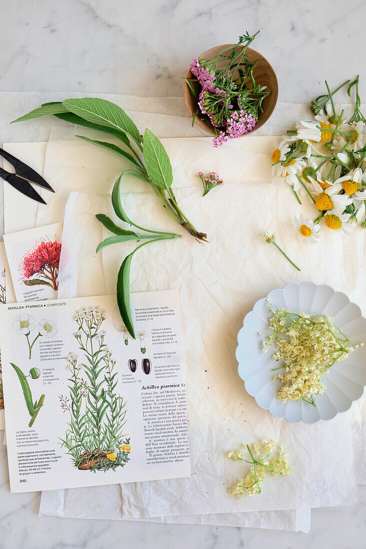 Stoffwechseltee aus Schafgarbe, Gänseblümchen, Salbei und Holunderblüte