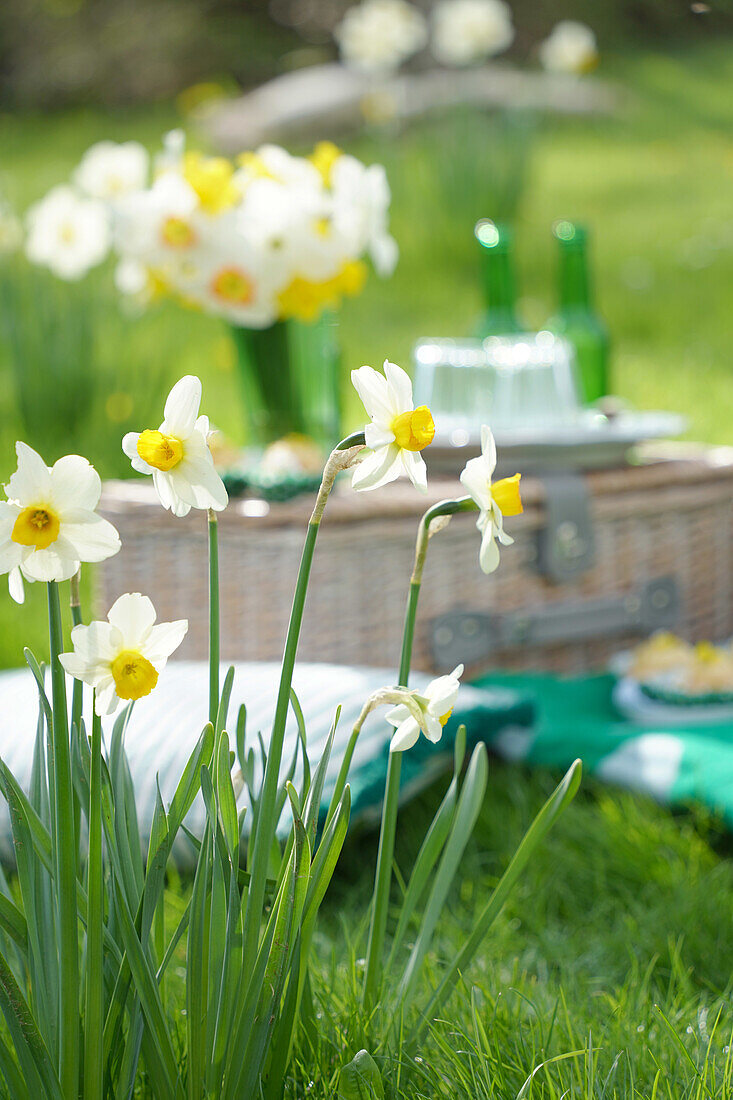 Meadow with daffodils, picnic in the background