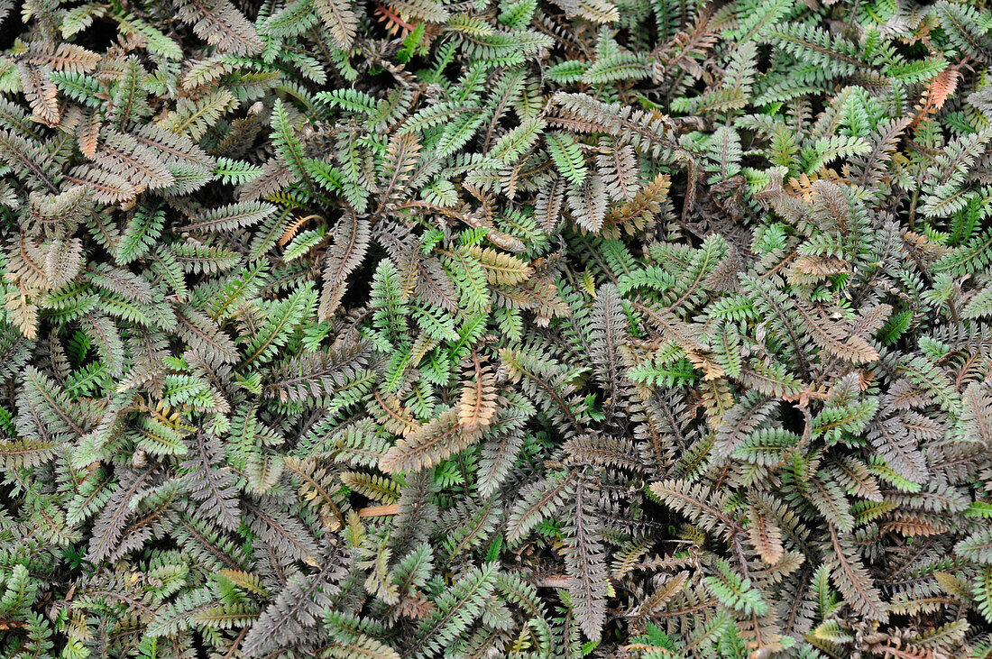 Brass buttons (Leptinella squalida)