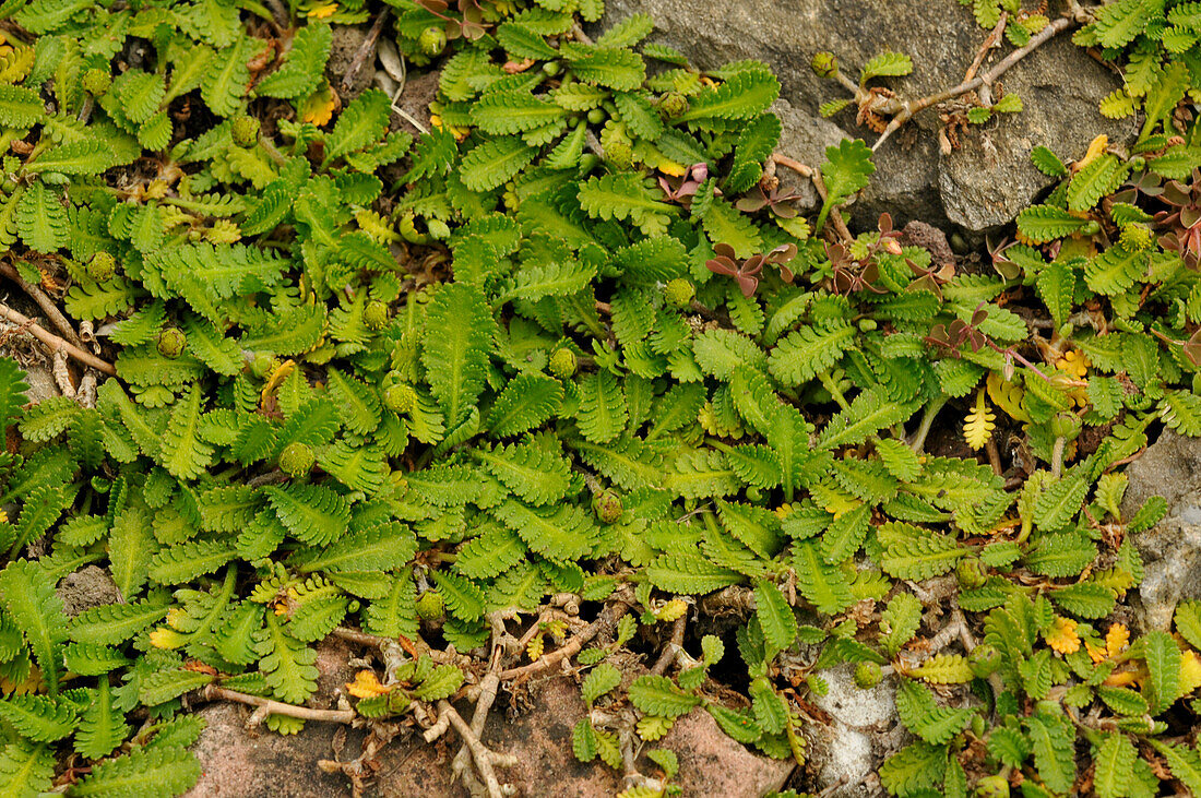 Hairless leptinella (Leptinella dioica)