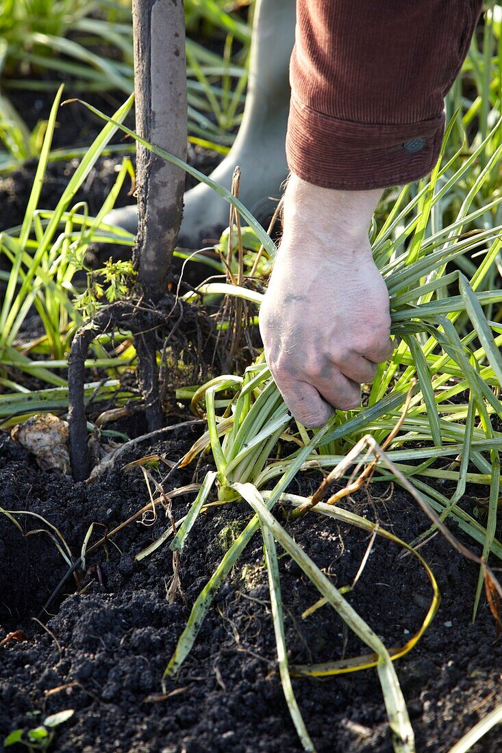 Harvesting oat roots (Tragopogon porrifolius) in the garden