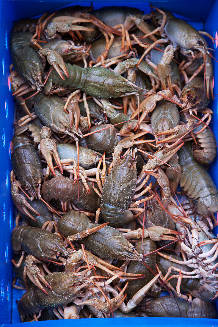 Crayfish in a blue box