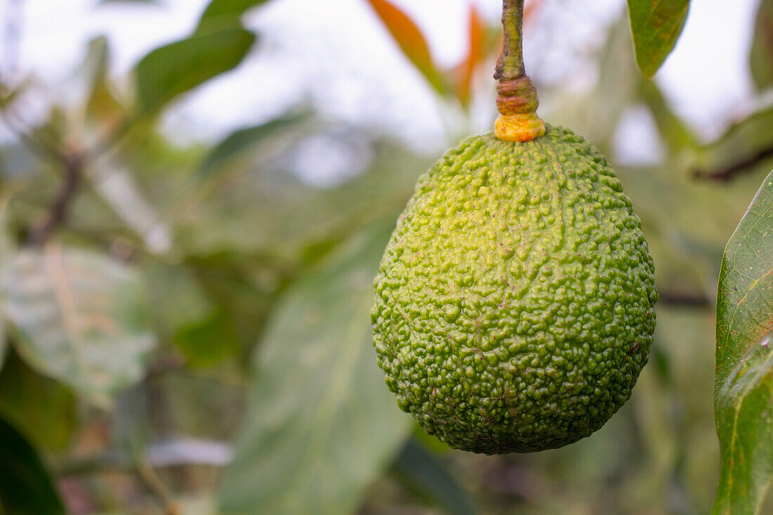 Fresh green Hass avocado on the tree (Mexico)