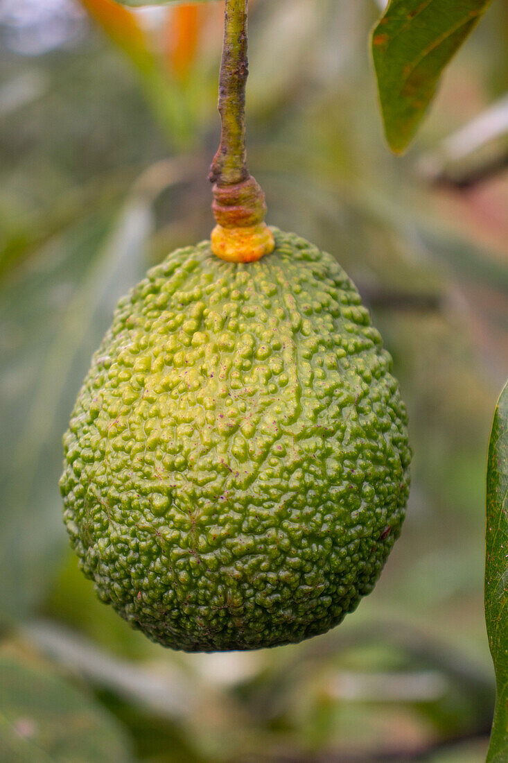 Frische grüne Hass-Avocado am Baum (Mexiko)