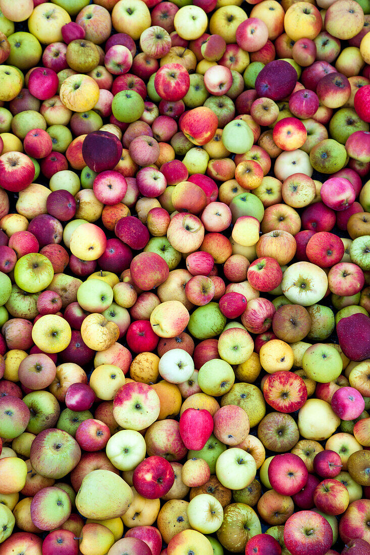 Different kinds of apples (full picture)