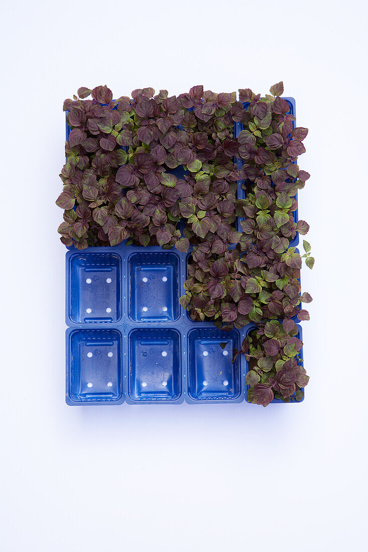 Cress in blue plastic containers