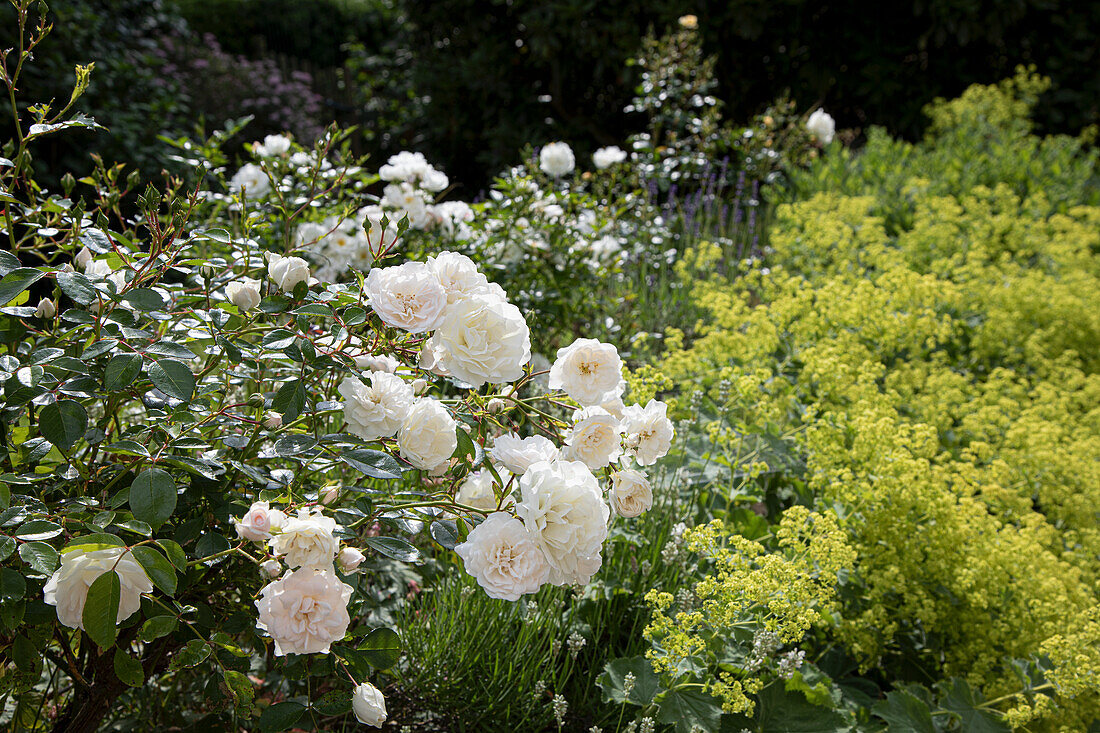 White roses in the garden