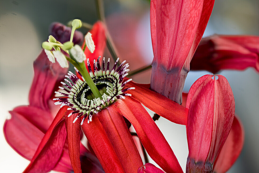 Passionsblume (Passifloraceae), Blütenportrait