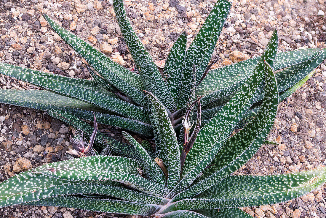 Gasteria (Gasteria sp.) in horticultural culture