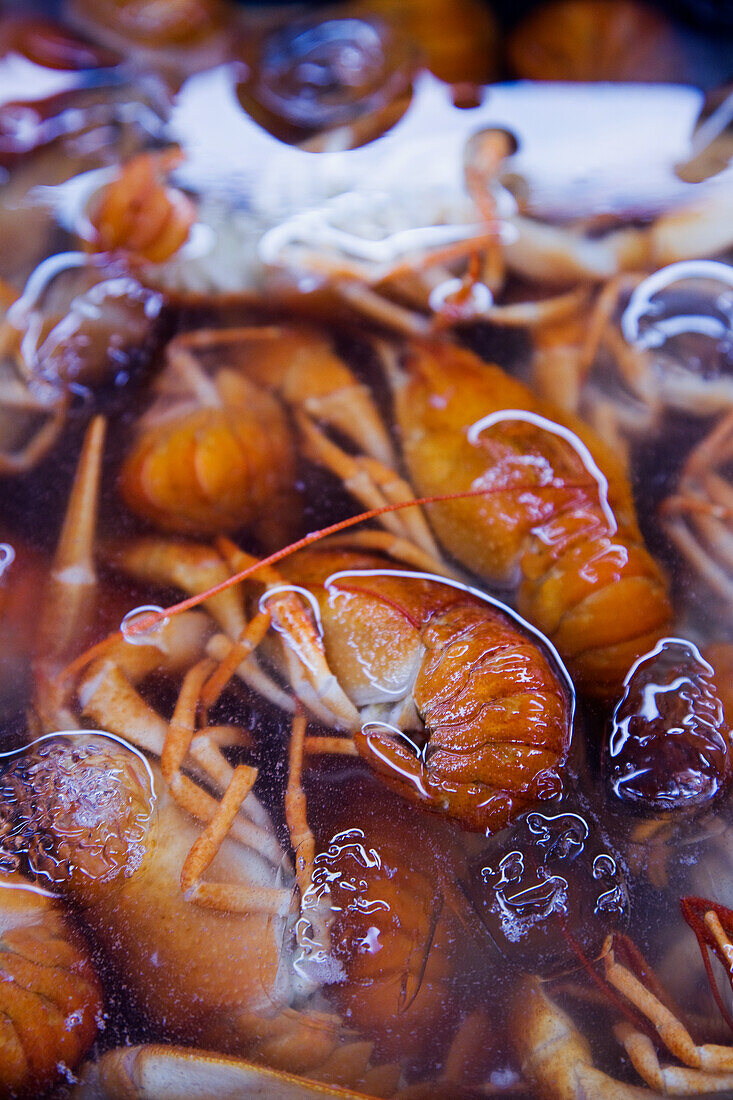 Crayfish in ice water