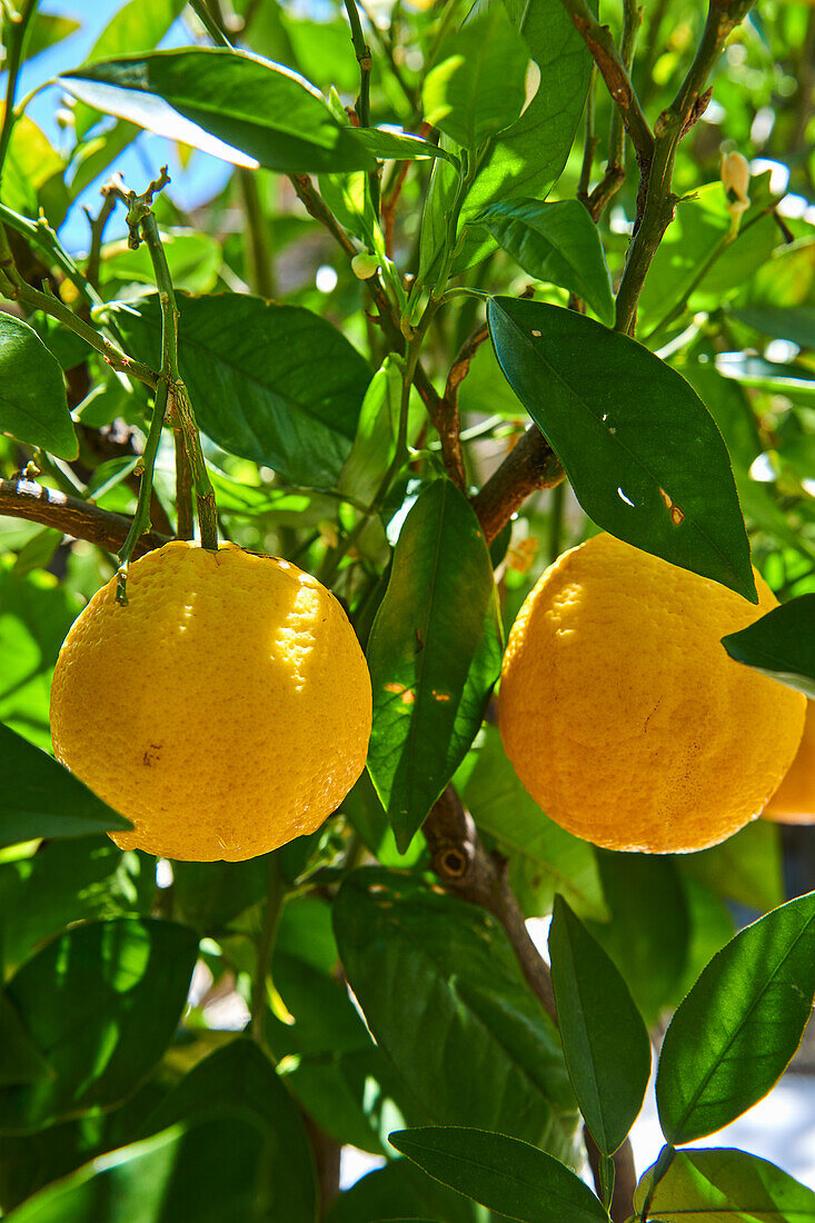 Lemons on tree