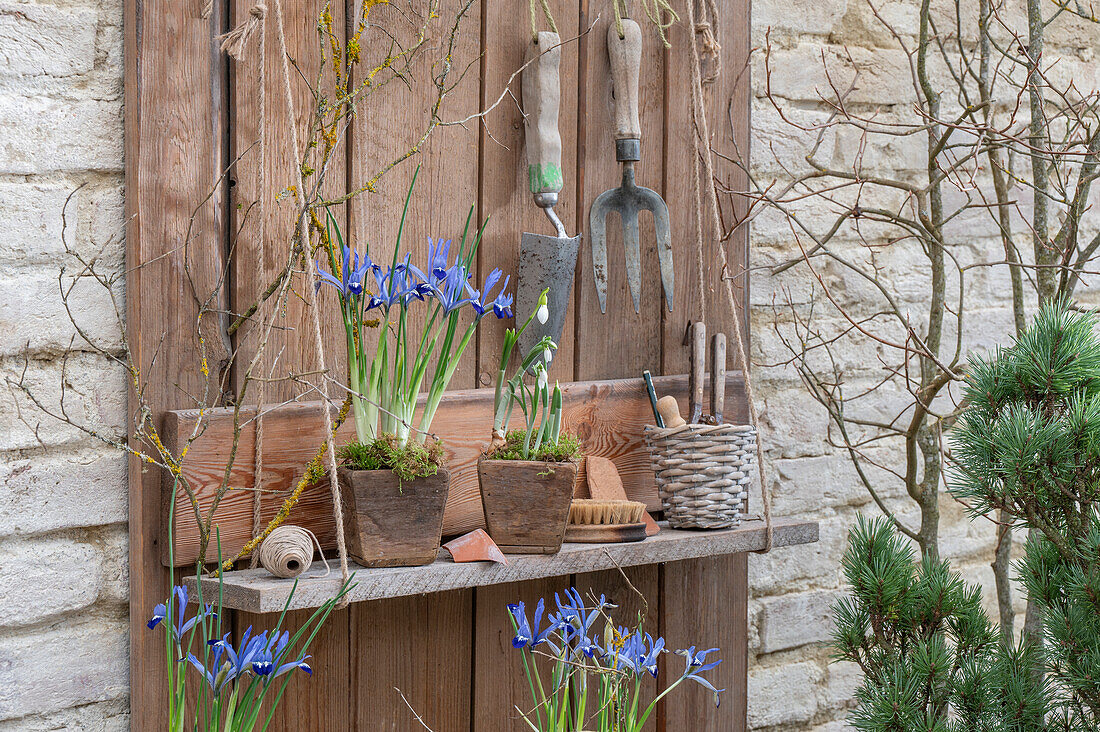Zwerg-Iris (Iris reticulata) 'Clairette und Schneeglöckchen in kleinen Töpfen auf Holzbrett an Hauswand mit Gartengeräten