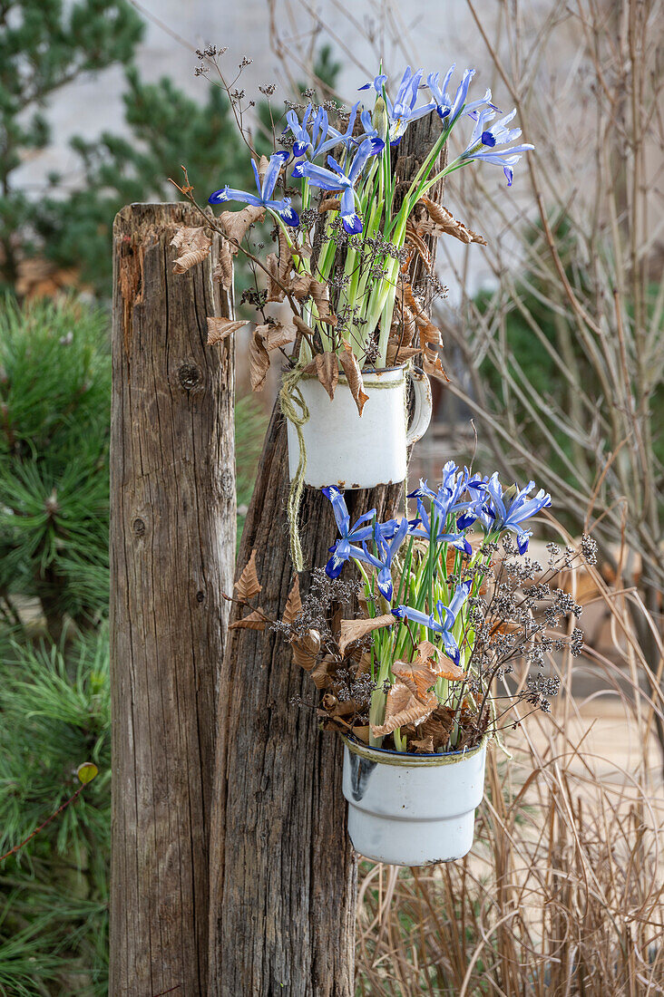 Zwerg-Iris (Iris reticulata) 'Clairette' in alten Blechtöpfen aufgehängt an Holzpfosten