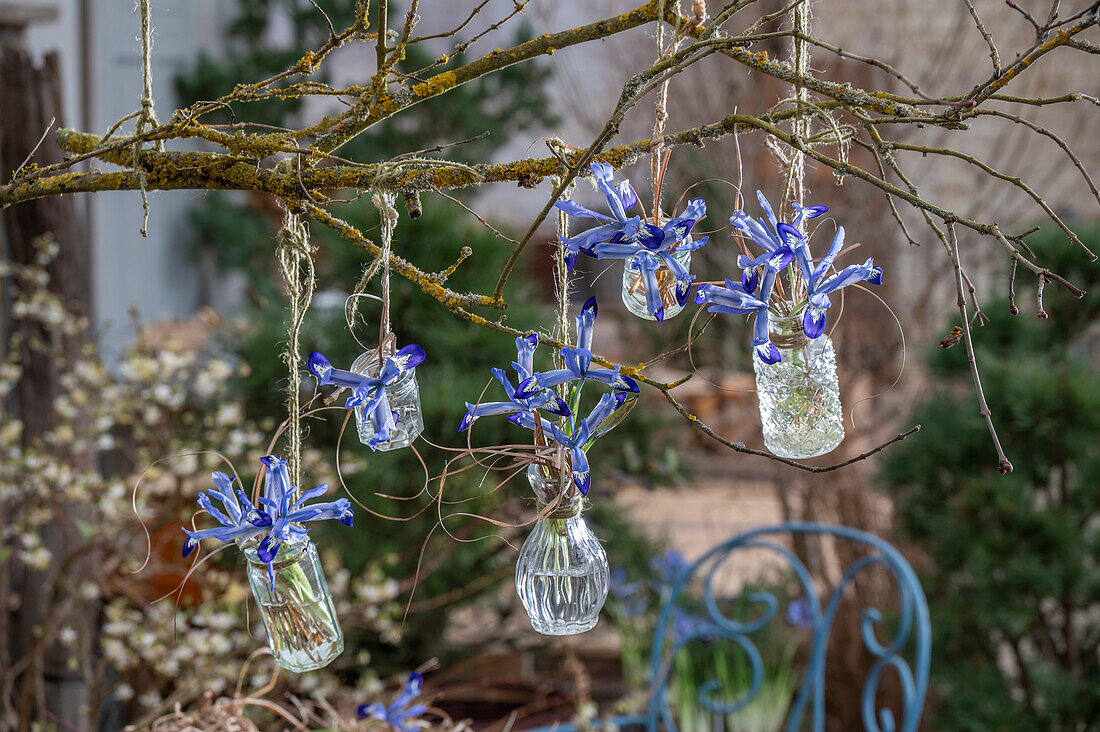 Zwerg-Iris (Iris reticulata) 'Clairette' in kleinen Glasvasen am Baum hängend, hängende Blumensträuße