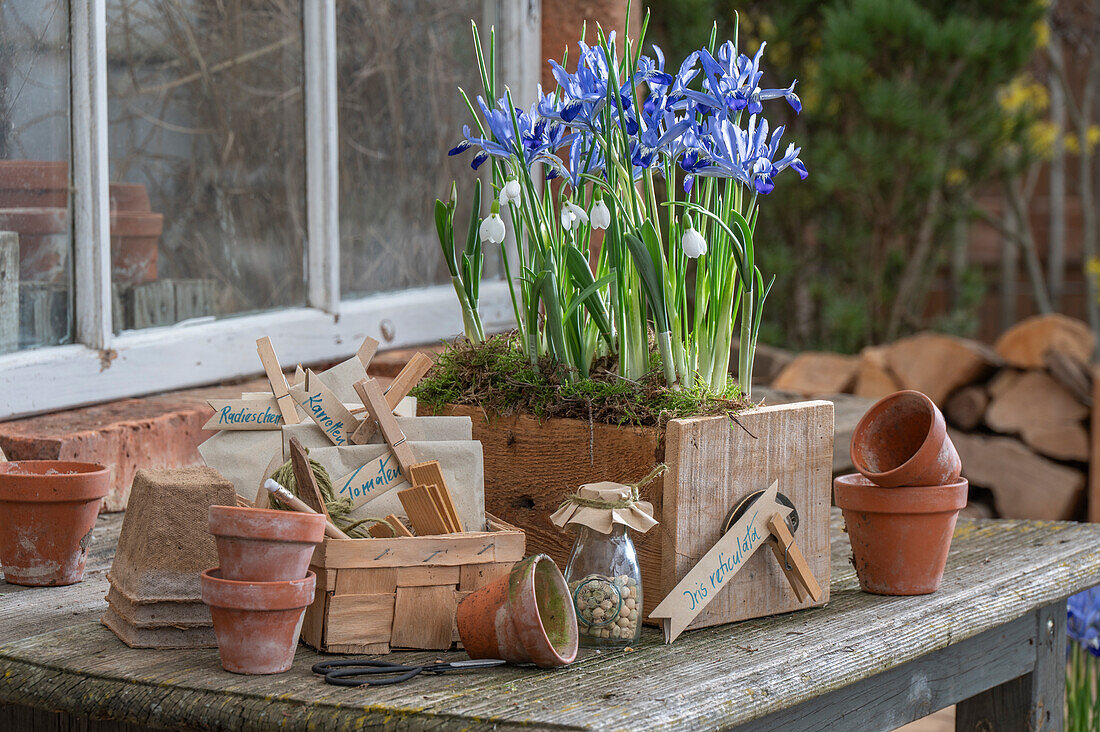 Zwerg-Iris (Iris reticulata) 'Clairette' und Schneeglöckchen in  Blumenkasten eingepflanzt