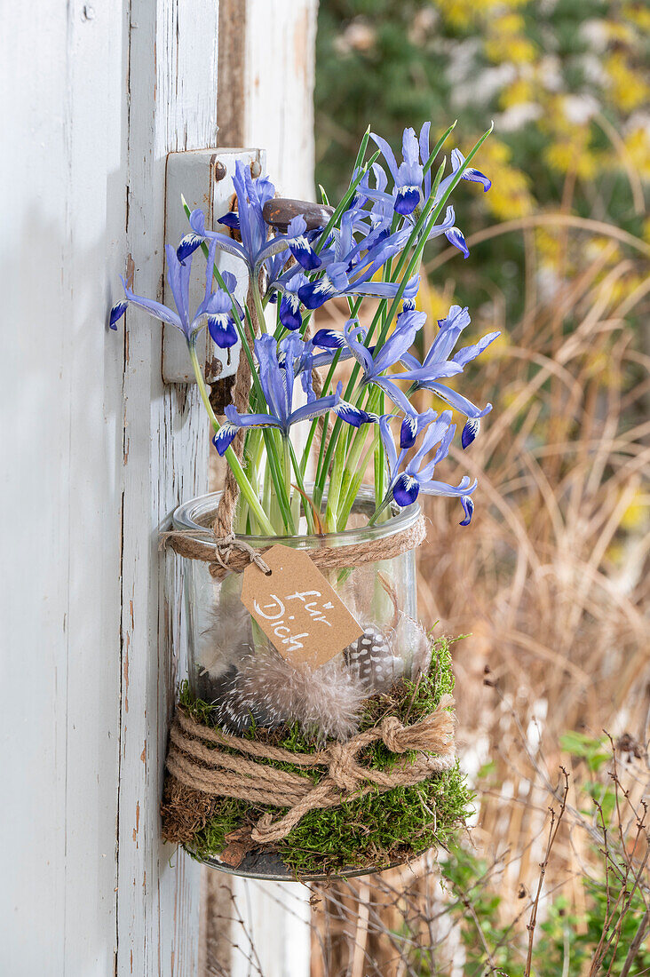 Zwerg-Iris (Iris reticulata) 'Clairette' in Glasvase an Hauswand hängend