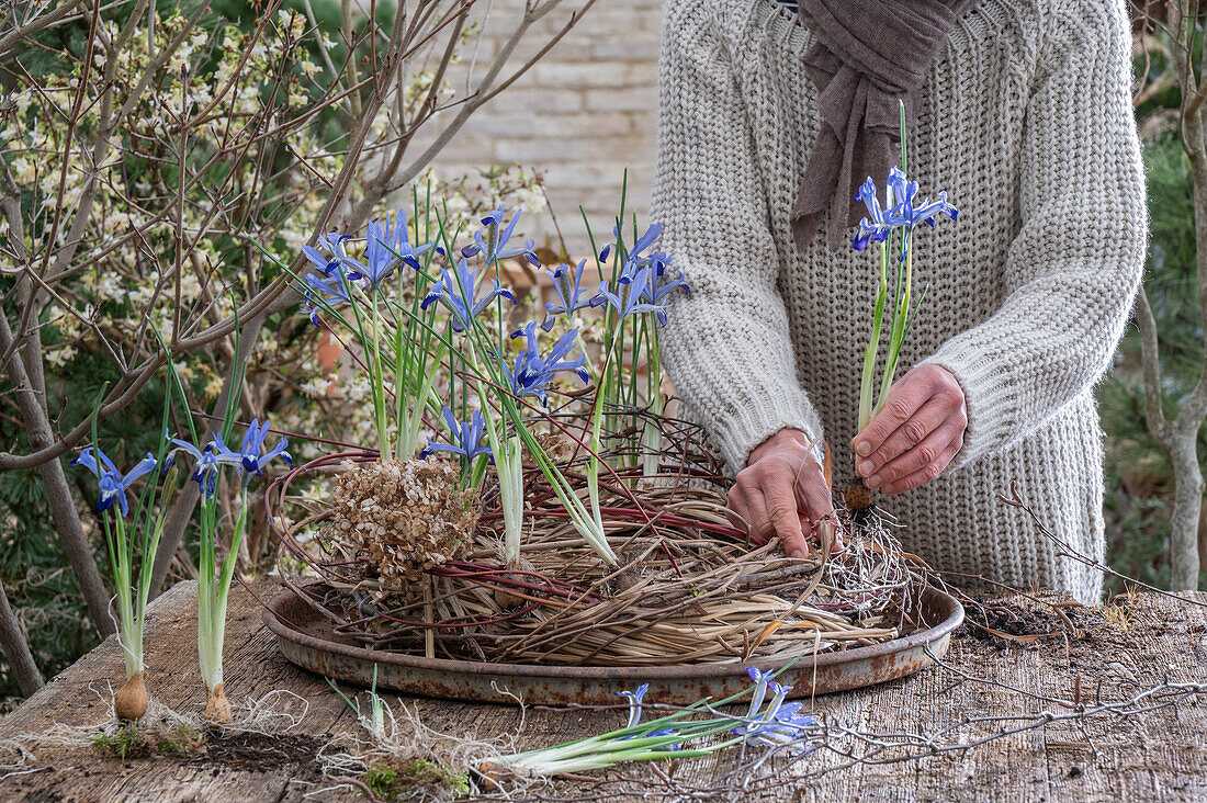Iris reticulata; Clairette; twisted wreath of dogwood and miscanthus