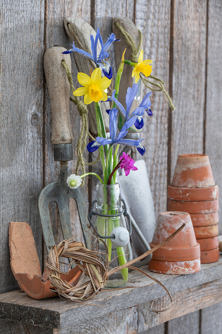 Zwerg-Iris (Iris reticulata) 'Clairette', Traubenhyazinthen (Muscari) 'White Magic', Narzissen (Narcissus) 'Tete a Tete' in Vase
