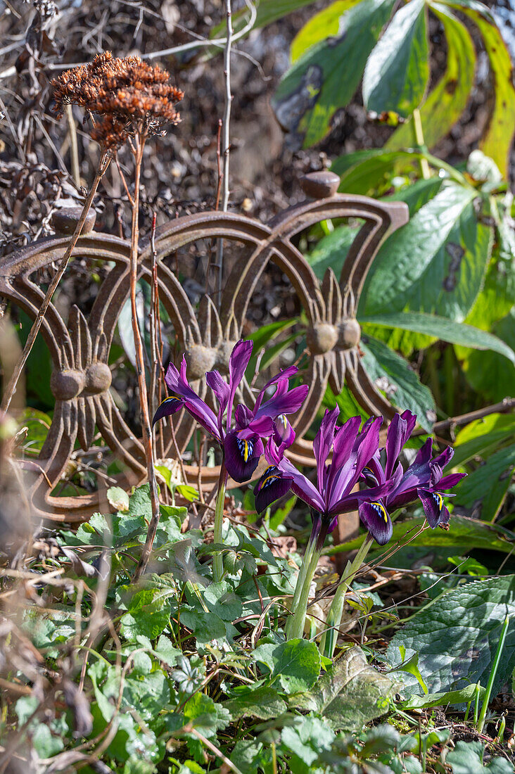 Iris reticulata;Purple Hill