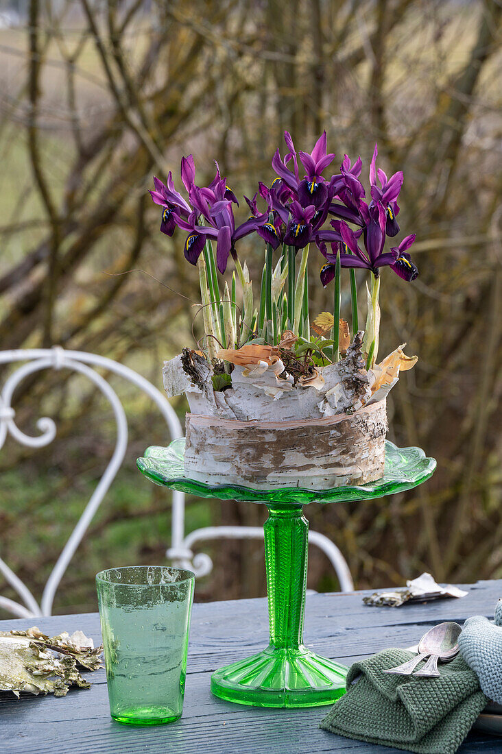 Iris reticulata;Purple Hill