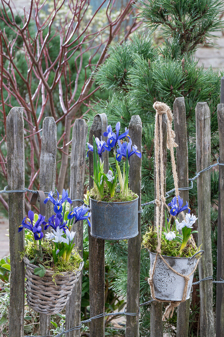 Zwerg-Iris (Iris reticulata) und Kaukasischer Blaustern (Scilla mischtschenkoana) in hängenden Blumentöpfen an Gartenzaun