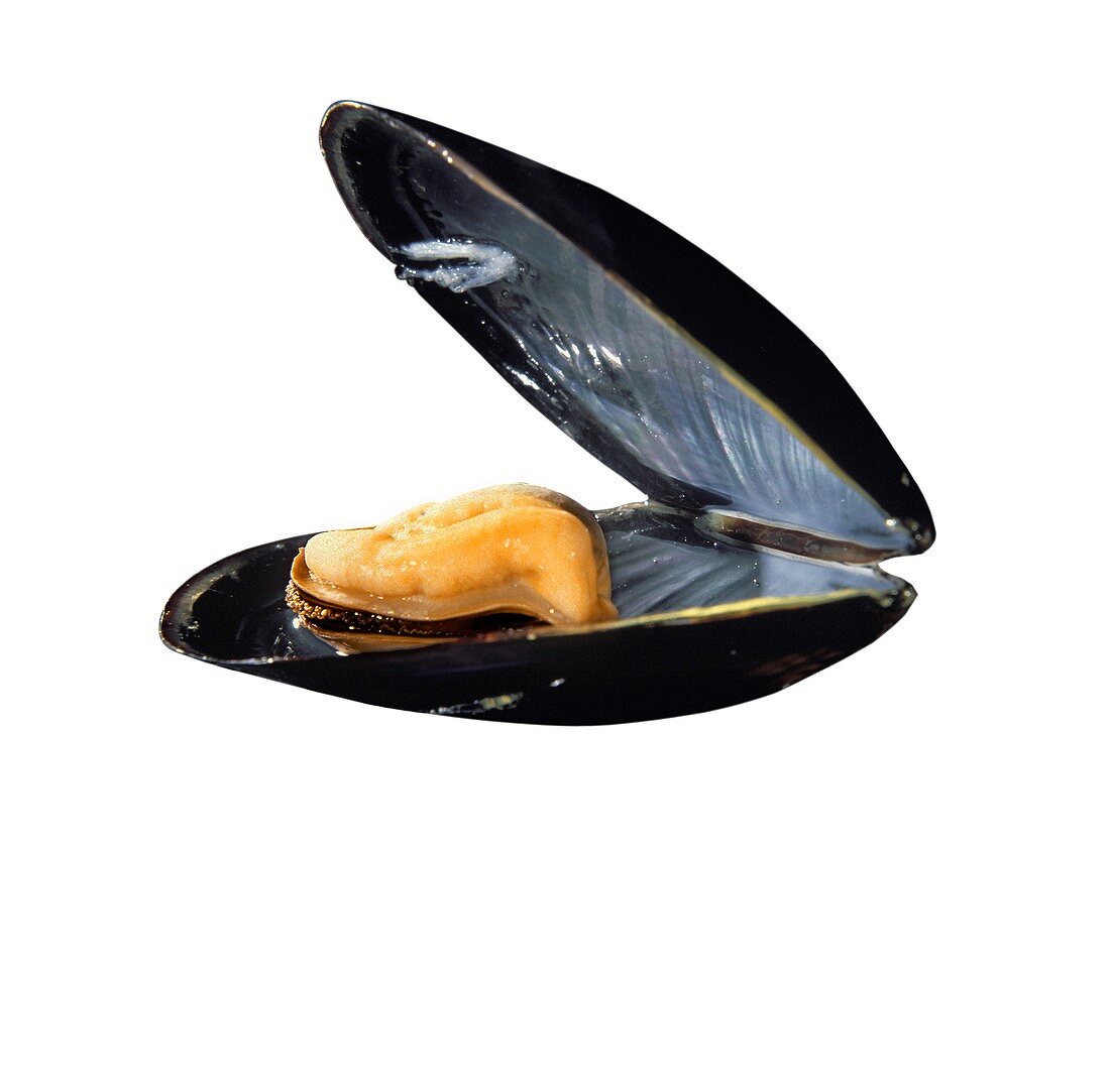 One Opened Blue Mussel