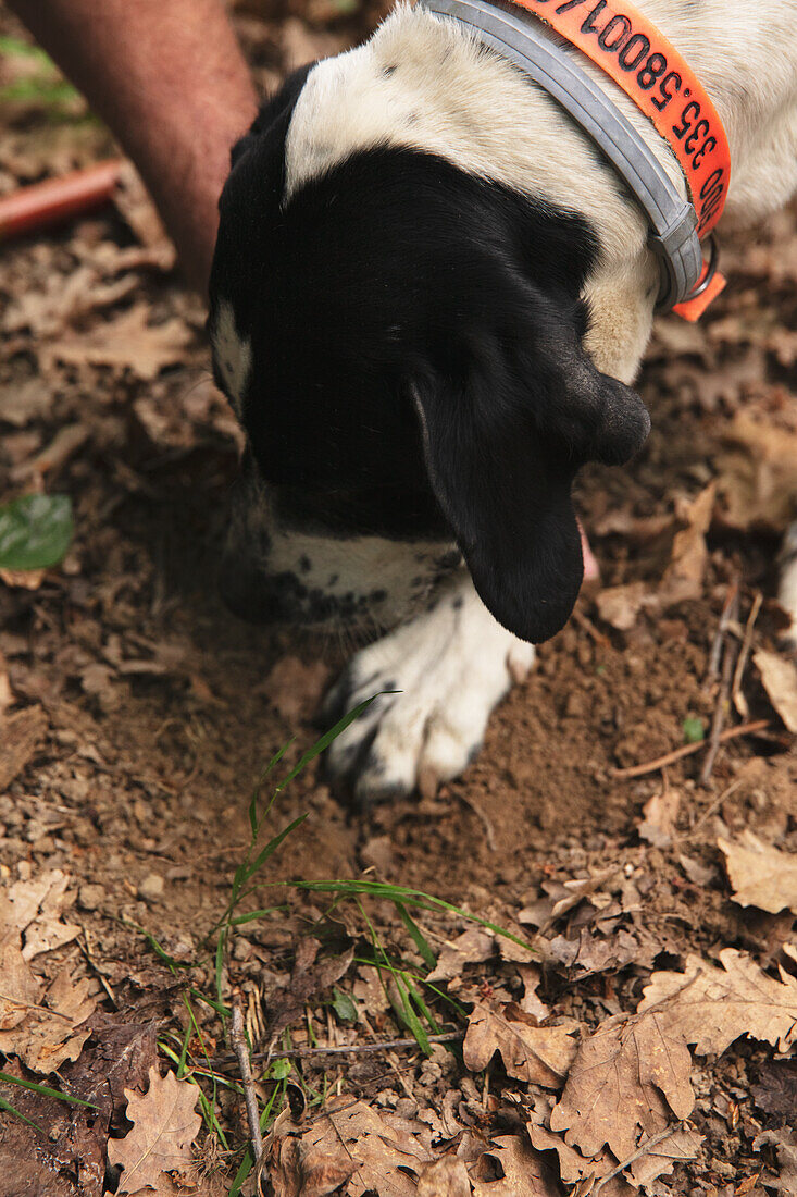 Hund bei der Trüffelsuche