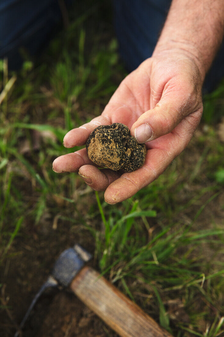 Searching for truffles