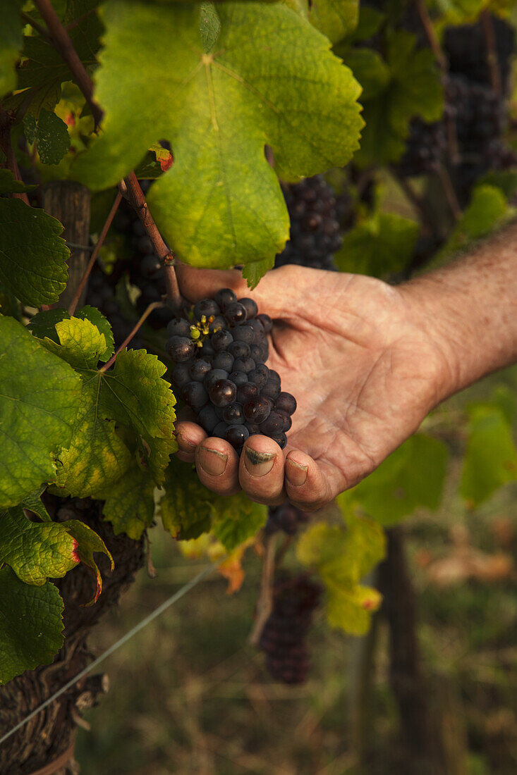 Dark grapes on the vine