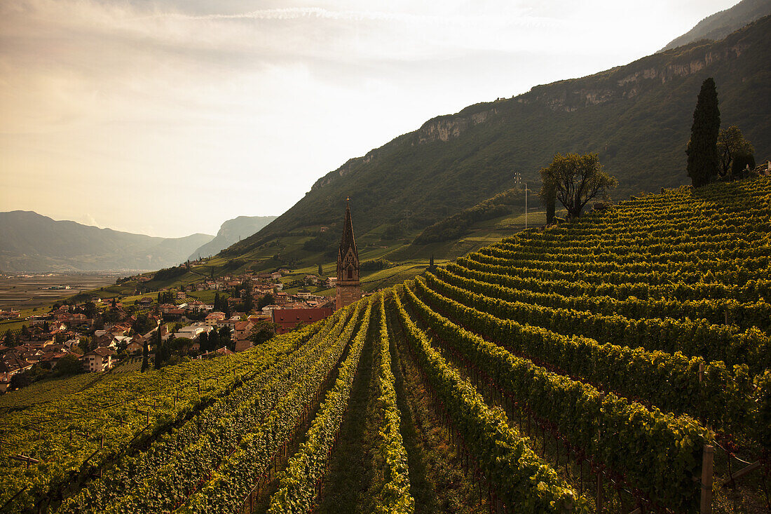 Vineyard on the South Tyrolean Wine Road in front of the church of Tramin, near Kaltern, South Tyrol, Italy
