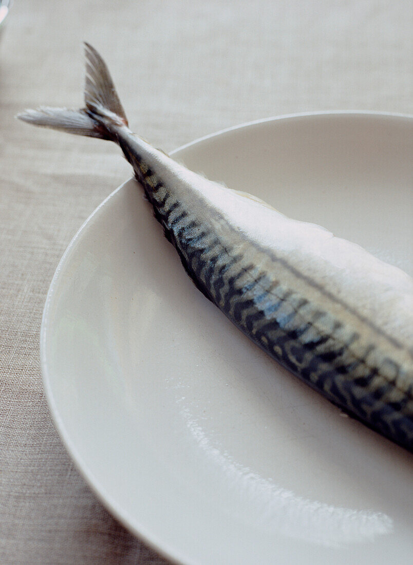 Whole Mackerel fish on white plate