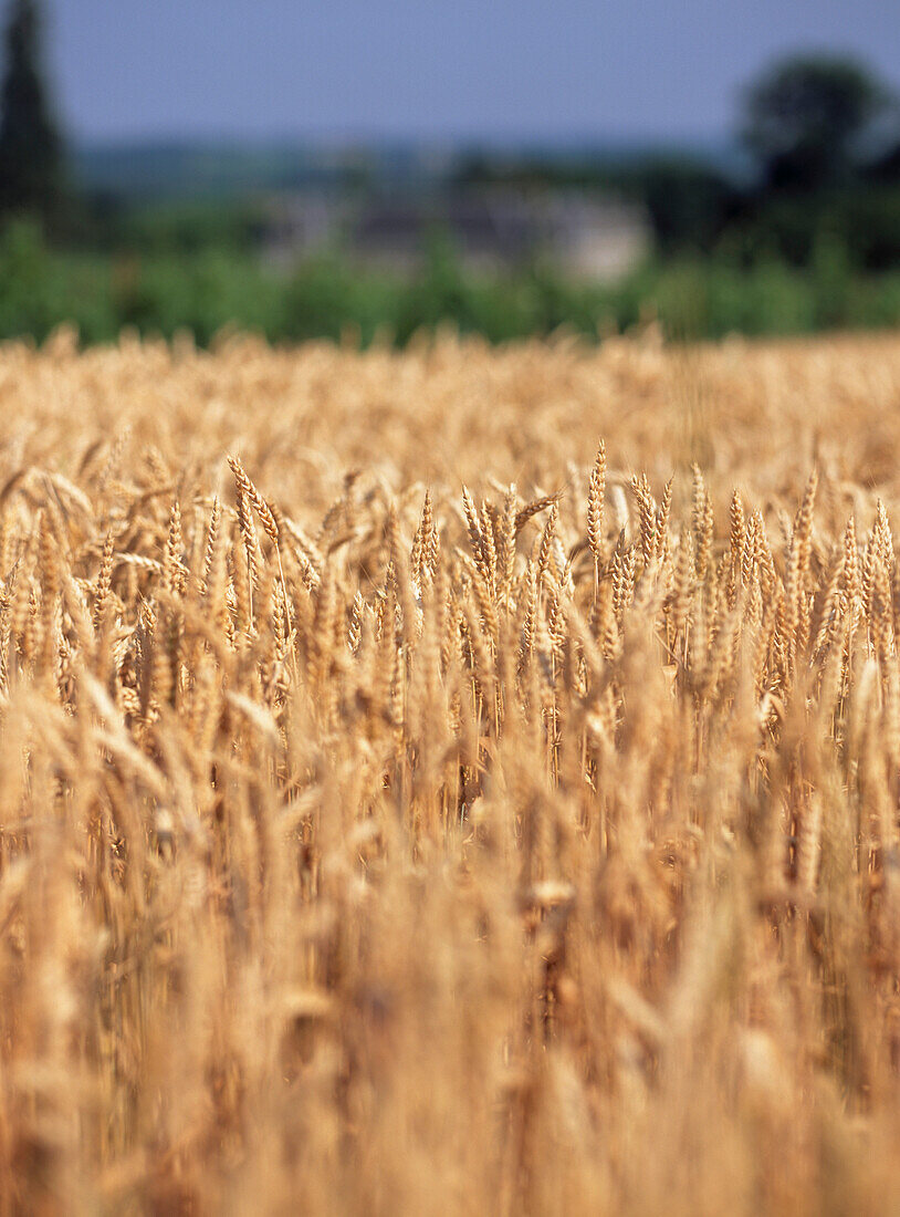 Erntereifes Weizenfeld in der französischen Landschaft