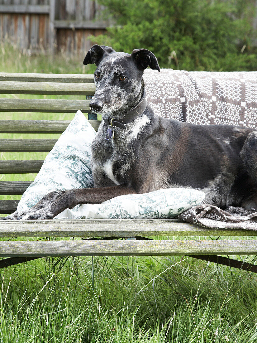 Dog sitting on a garden bench