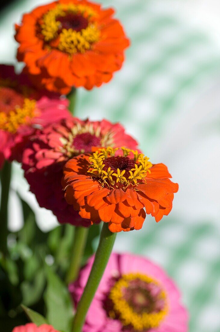 Frische Orangen und rosa Astern (Nahaufnahme)