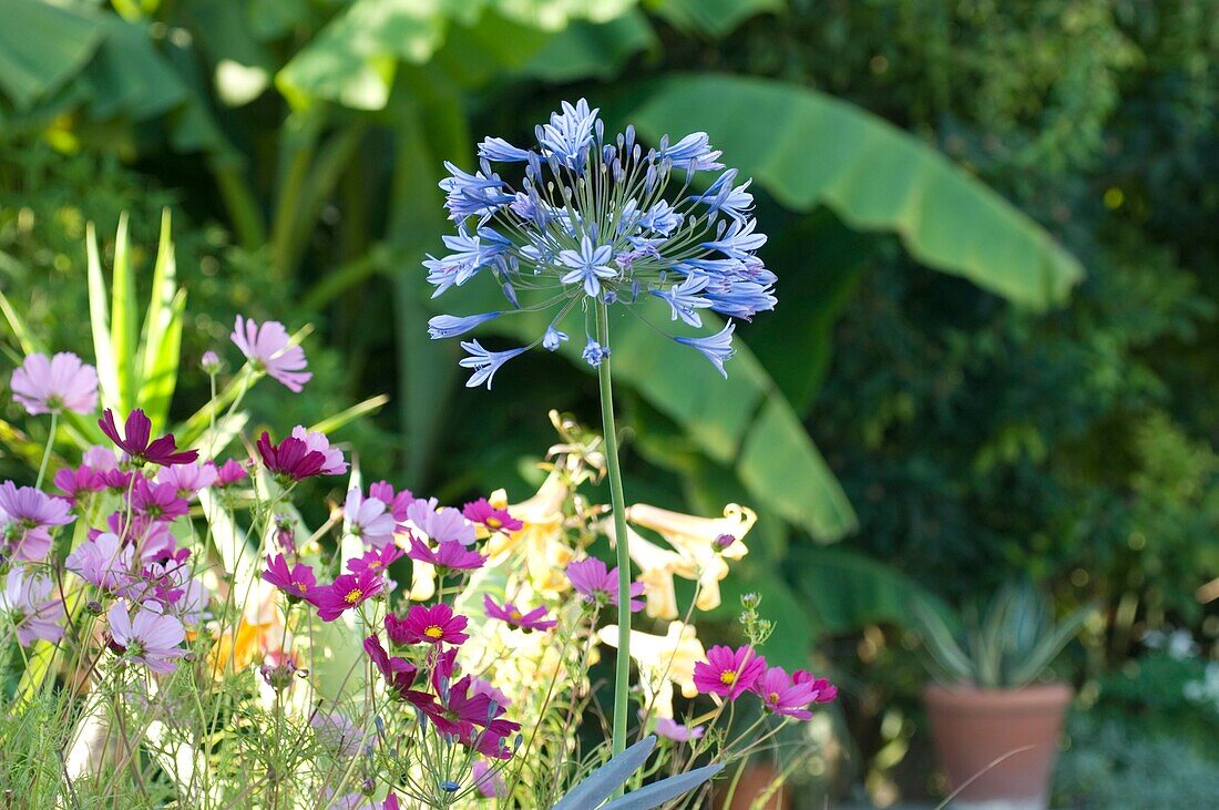 Sommerblumen im Hinterhof (Nahaufnahme)