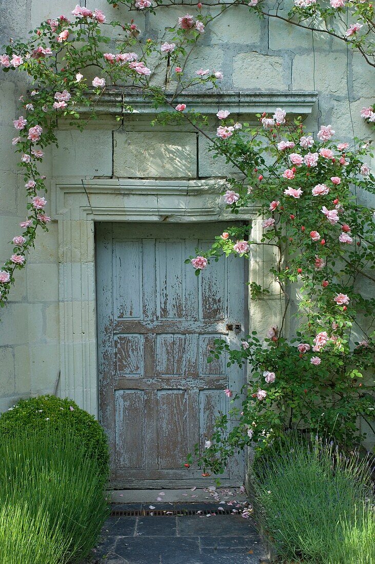 Building with climbing ivy in garden