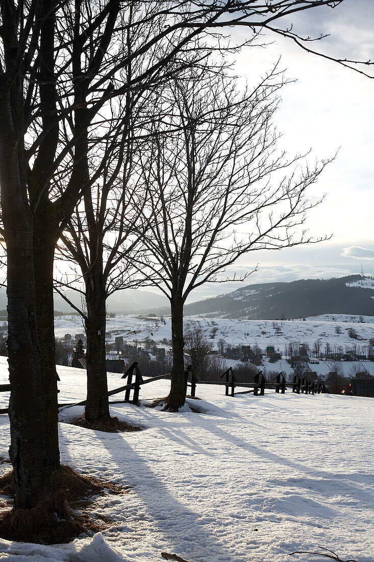 Winter trees in Polish landscape