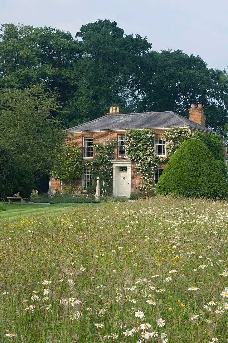 Country cottage with flourishing plant on wall, wildflowers on foreground