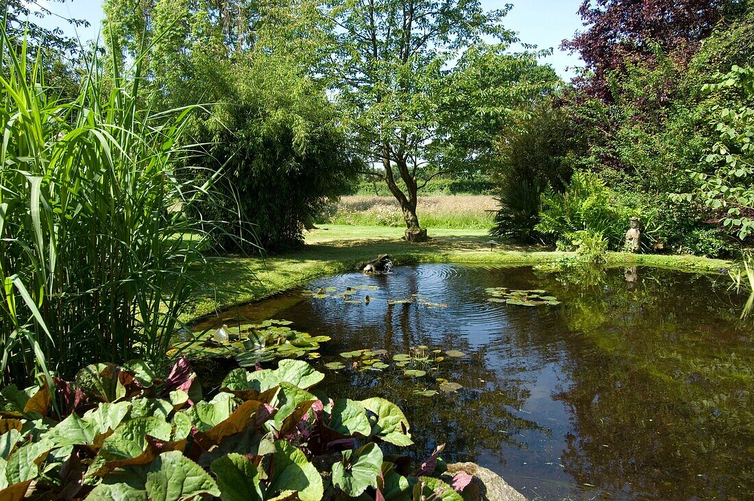 Teich im Garten